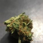 Strawberry Fields Bud