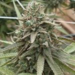 Superglue Marijuana Strain