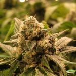 Superglue Strain Marijuana Plant