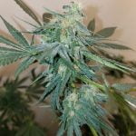 UK Cheese Marijuana Strain