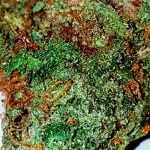 UK Cheese Strain Marijuana Plant