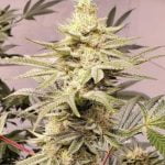 White Fire OG Marijuana Strain