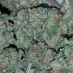 White Fire OG Strain Marijuana Plant