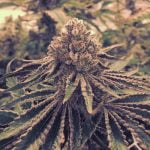 Cake Crasher Marijuana Strain