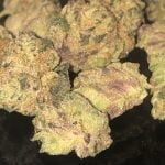 Cake Crasher Strain Marijuana Plant