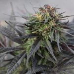 Cheetah Piss Marijuana Strain