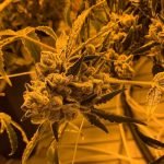 Cheetah Piss Strain Marijuana Plant