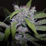 Cherry Kush Marijuana Strain