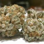 Cherry Kush Strain Marijuana Plant
