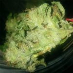 Chiesel Strain Marijuana Plant