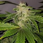 Citrus Farmer Marijuana Strain