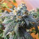 Citrus Farmer Strain Marijuana Plant