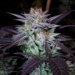 Dark Star Marijuana Strain