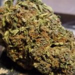 Dark Star Strain Marijuana Plant
