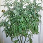 Dragon Fruit Marijuana Strain