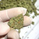 Dragon Fruit Strain Marijuana Plant