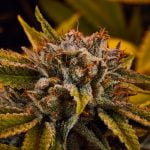 Elmer's Glue Marijuana Strain