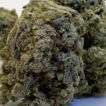 Elmer's Glue Strain Marijuana Plant