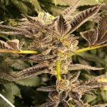 Gelato 45 Marijuana Strain