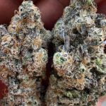 Gelato 45 Strain Marijuana Plant