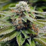 Gorilla Breath Marijuana Strain