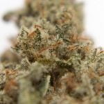 Gorilla Breath Strain Marijuana Plant