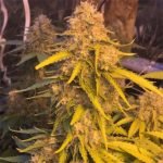 Hash Plant Marijuana Strain