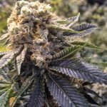 Hash Plant Strain Marijuana Plant