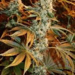 Headbanger Marijuana Strain