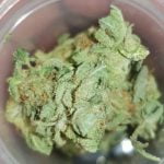 Headbanger Strain Marijuana Plant