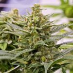 Jack Flash Marijuana Strain