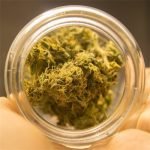 Jack Flash Strain Marijuana Plant