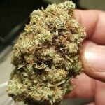 Kandy Kush Bud