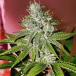 Kandy Kush Marijuana Strain