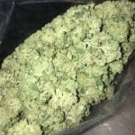 Kandy Kush Strain Marijuana Plant