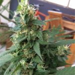 King Tut Marijuana Strain