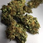 King Tut Strain Marijuana Plant