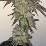 LA Wedding Pop Marijuana Strain