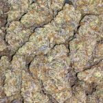 LA Wedding Pop Strain Marijuana Plant