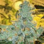 Lucid Blue Marijuana Strain