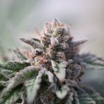 Lucid Blue Strain Marijuana Plant