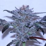 Meat Breath Marijuana Strain