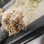 Miss USA Strain Marijuana Plant