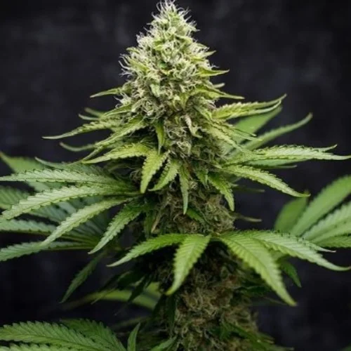 Miss USA Marijuana Strain