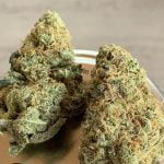 Mojito Strain Marijuana Plant