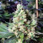 NYC Diesel Marijuana Strain