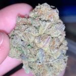 Permafrost Bud
