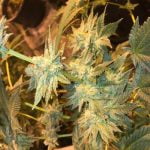 Permafrost Marijuana Strain