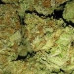 Pie Face Strain Marijuana Plant