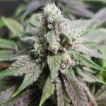 Pineapple Kush Marijuana Strain